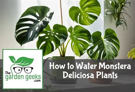 moisture meter monstera deliciosa|how often to water monstera deliciosa.